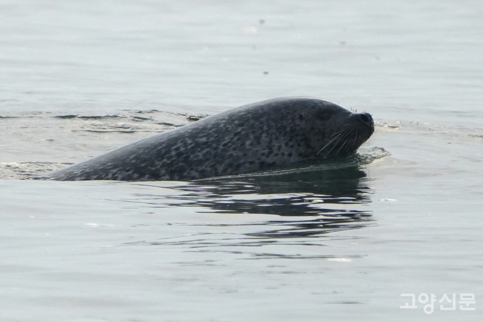 물범바위와 까나리그물 주변을 헤엄치는 천연기념물 331호 점박이물범. [사진=박경만]