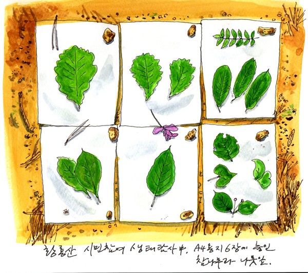 숲 해설가 선생님이 나뭇잎을 종이에 올려놓고 설명해 주셨다. 하얀 종이 위에 펼쳐진 초록 이파리는 마치 한 폭의 식물도감 같다. 왼쪽 위에 있는 크고 화려한 잎이 떡갈나무 잎이다. 그 오른 쪽에 있는 잎이 신갈나무 잎이다.