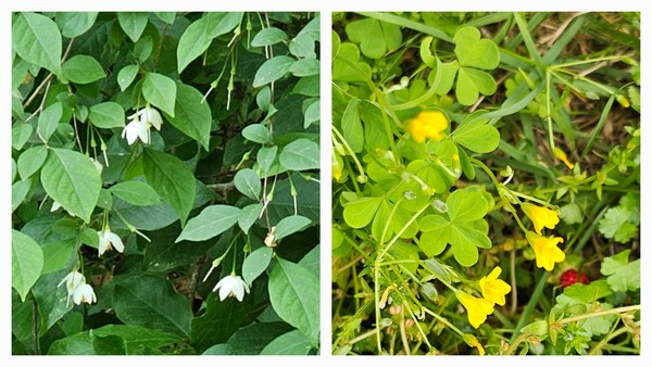 왼쪽 사진이 때죽나무, 오른쪽 사진이 괭이밥