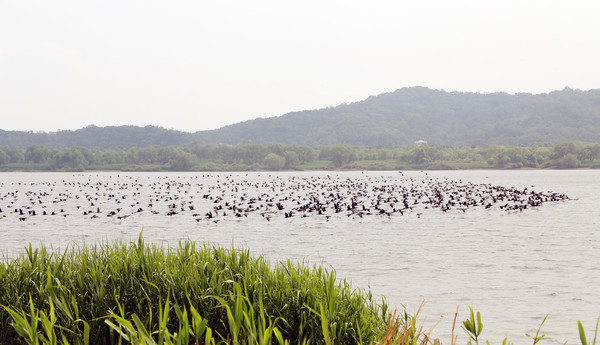 이날 강풍어제가 열린 행주산성 역사공원 옆 한강에서는 철새들이 용의 모양으로 줄지어 날고 있는 모습을 볼 수 있었다.