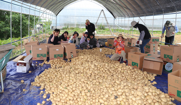 고양상공회의소 여성기업기획위원회 회원 등도 감자포장에 함께 했다.