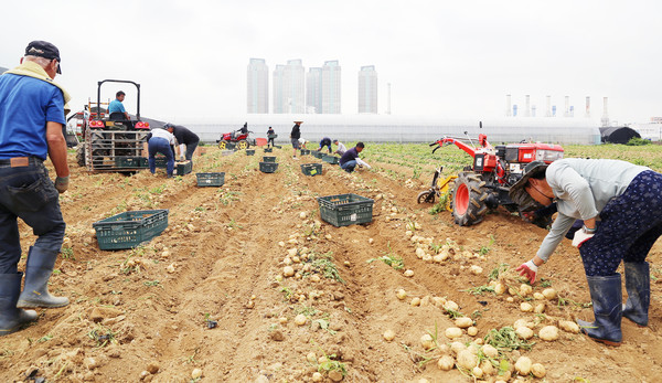  한농연 고양시연합회원들과 농업인들은 나눔 3일 전부터 밭에 나와 순을 자르고 감자를 캐고 포장을 했다.