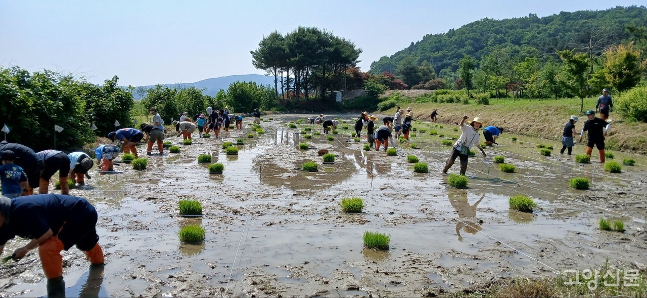 젊은 부부들과 아이들이 손모내기하는 풍경