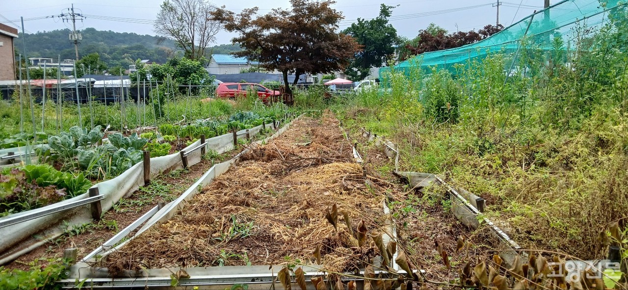 멀끔해진 생강밭