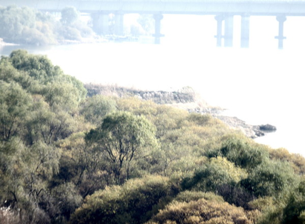 고양행주공원 개발 전 수변 선버들군락 모습. [사진제공=에코코리아]
