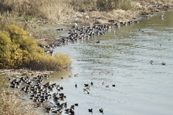 고양행주공원 수변부를 찾아온 겨울철새들. 