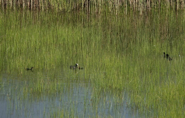 공촌천 하구 배후습지의 물닭 번식. [사진제공=에코코리아]