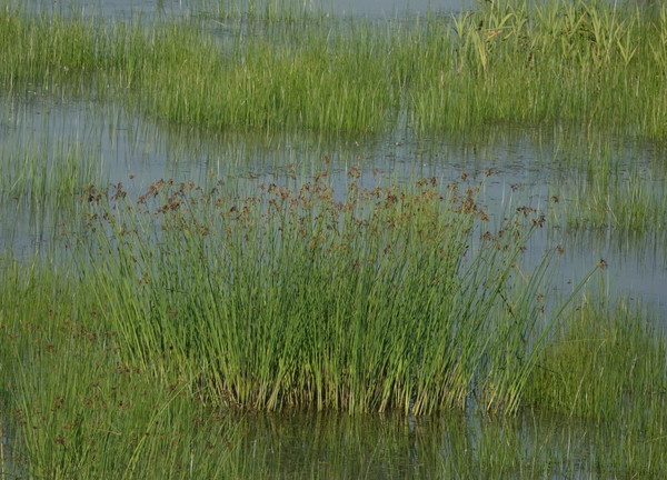 공촌천 하구 배후습지의 큰고랭이. [사진제공=에코코리아]