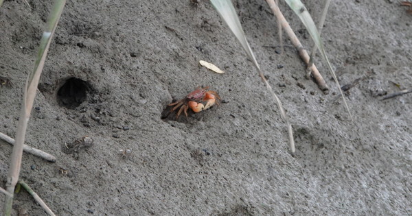신곡수중보 위쪽의 붉은발말똥게 [사진제공=에코코리아]