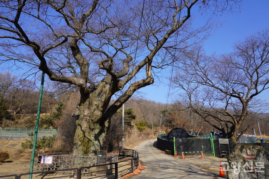 2022년 1월 촬영한 삼막골 느티나무 모습. 사진에서 오른쪽으로 뻗은 가지가 이번 집중호우에 부러졌다. 