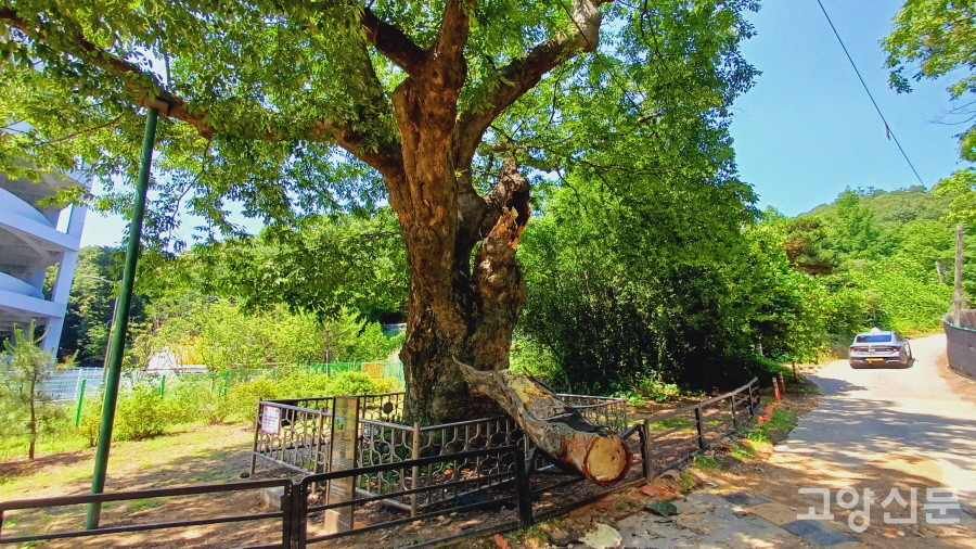 20일 몰아친 큰 비바람을 이기지 못하고 부러져내린 삼막골 느티나무의 가지.  