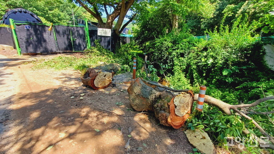 길가로 옮겨진 부러진 나뭇가지 토막. 