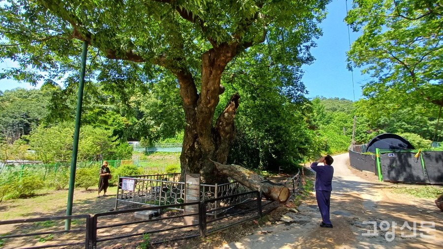 가지가 부러진 삼막골 느티나무를 찾아와 안타까운 마음을 전하고 있는 방문자들.  