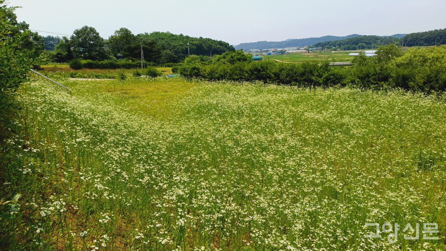  화사하게 피어난 개망초꽃이 북한군묘지 묘역을 가득 덮었다. 