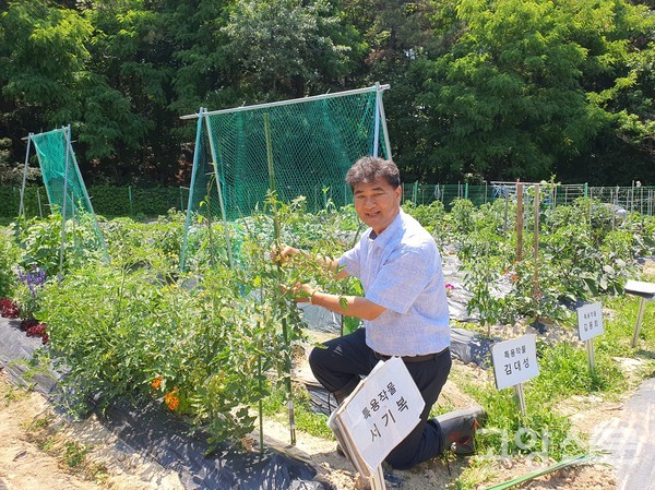 서기복 회장이 영농실습장에서 훌쩍 자라난 토마토에 지지대를 세우고 있다.