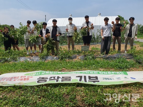 고양고 학생들이 영농실습장에서 감자를 수확하고 있다.