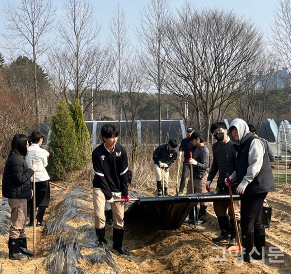 지난 4월 3일 영농실습장에서 학생들이 비닐멀칭을 하며 수미품종 씨감자를 심었다.
