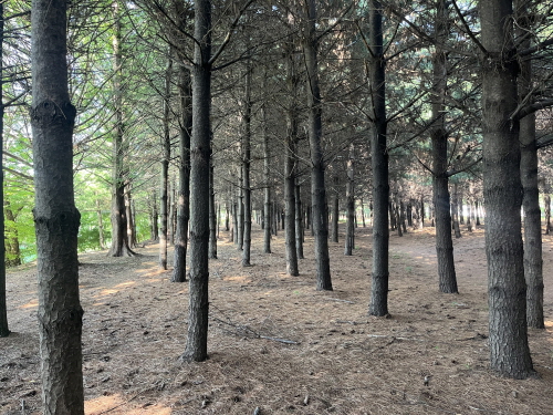 대화천 산책로 풍경 [사진=김수지]