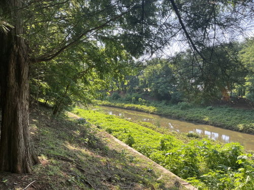 대화천 산책로 풍경 [사진=김수지]