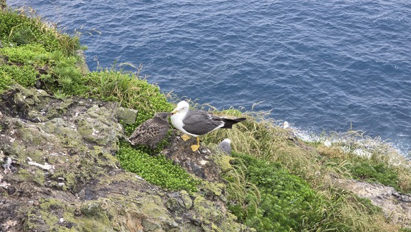 ​6월 독도에서는 괭이갈매기 새끼들이 태어난다. 어미새가 새끼에게 먹이를 먹이고 있다.