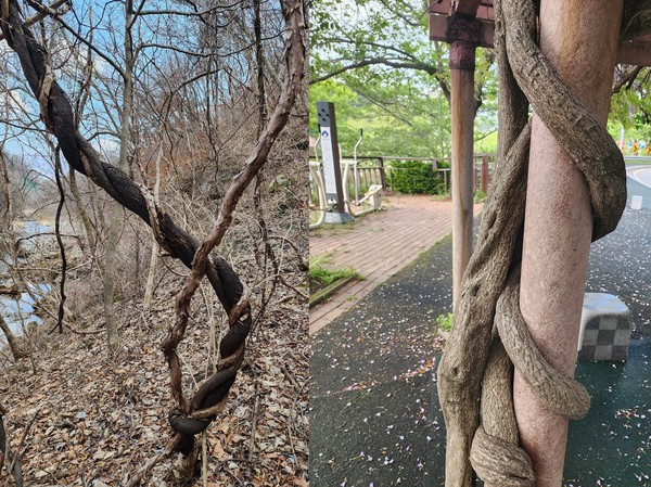 꼬임 방향이 반대인 덩굴식물 칡(왼쪽)과 등나무.