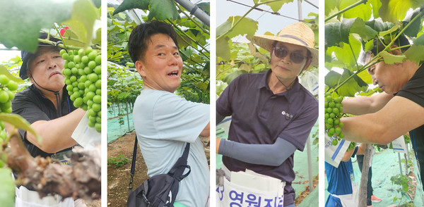 봉사활동에 함께한 참석자들. 열심히 포도봉지 씌우기를 하고 있다.