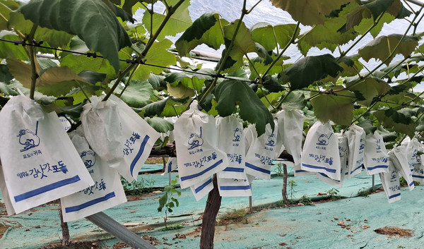 깔끔하게 씌운 포도봉지. 봉사자들의 노고가 그대로 녹아 있다. 