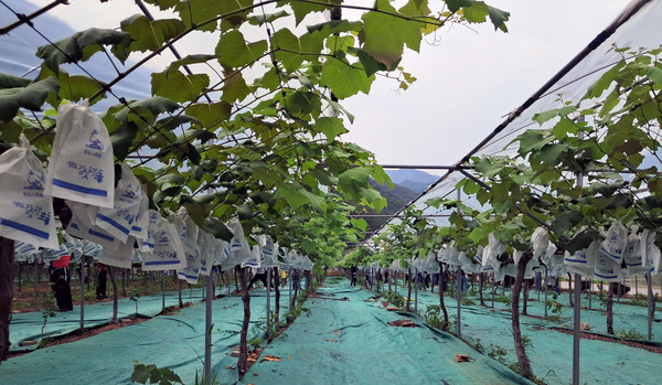  봉사를 끝마친 포도농장. 깔끔하게 정리되어 있다.