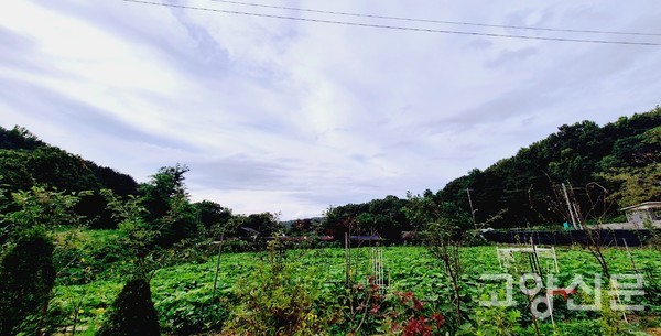 문학과 사람을 잇는 동화놀이터농원의 푸르름.