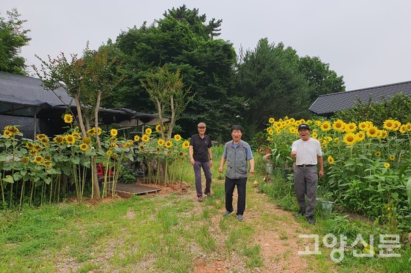 500여 그루가 조성된 해바라기 정원은 걷는 발걸음에서 행복이 묻어난다.