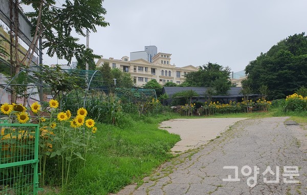 '솔밭1994' 일대는 재물과 행운을 불러오는 해바라기로 온통 노랗게 물들었다. 