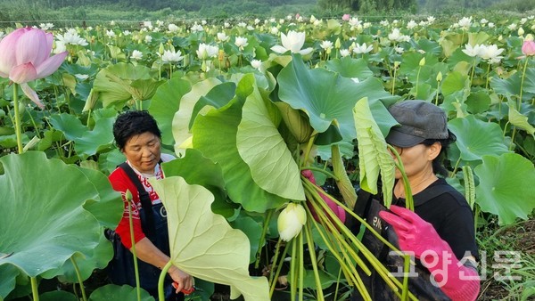 행사에 사용할 연꽃과 연잎 채취하는 모습