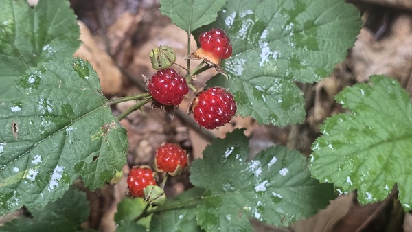 옥녀봉에는 빨갛게 익은 산딸기가 유난히 많다. 