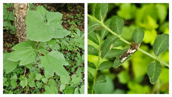 왼쪽사진은 누리장 나무 잎이다. 오른쪽 사진 속에 있는 곤충은 호랑나비 애벌레다. 갈색과 흰색이 섞인 색상으로 새의 배설물로 위장한 모습이다. 호랑나비 애벌레는 주요 기주 식물인 산초나무에 앉아 있다. 산초나무는 옥녀봉에서 흔히 볼수 있는 식물이다. 손톱으로 잎을 비비면 향긋한 냄새가 난다. 그 열매가 익으면 추어탕에 넣어 먹는다.