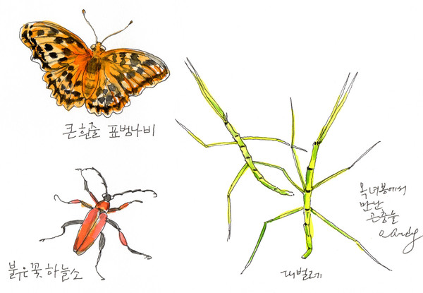 옥녀봉에서 만난 곤충들을 그렸다. 왼쪽 위가 큰줄 표범나비다. 왼쪽 아래는 붉은꽃하늘다. 붉은꽃하늘소는 꽃가루 매개자 역할을 한다. 오른쪽 길게 뻩은 곤충은 대벌레다. 위장 능력이 뛰어나다. 자세히 보면 대나무 처럼 마디가 있다. 더듬이 처럼 앞으로 쪽 내민 것은 사실 앞발이다. 생긴 것이 코믹하다.
