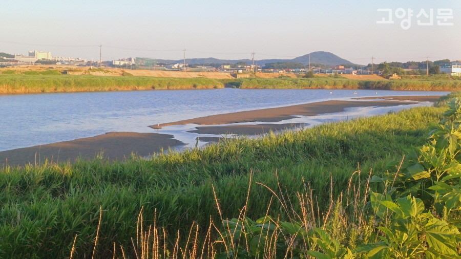 한강과 연결된 기수역 구간인 공릉천 하구는 수많은 생명들이 기대어 살아가는 생태계의 소중한 터전이다. 