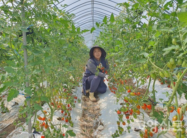 대추 토마토도 주렁주렁 열렸다.