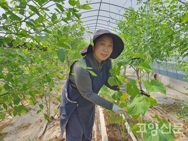 사과대추(큰 품종)도 가을날 풍성한 수확 위해 풍부한 햇살 받으며 쑥쑥 자라고 있다.