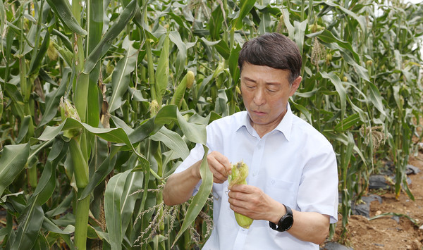 조합원의 옥수수밭에서 현장의 목소리를 듣고 살피는 이창림 조합장,