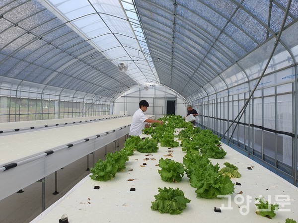 이주원 산학협력단 계장(왼쪽), 김흥기 농장장이 농협대학교 내 고양스마트팜 시설에서 고양고등학교  학생들이 수확하고 남은 유럽형 상추들을 손질하고 있다.