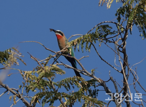  White-fronted Bee-eater [사진제공=에코코리아]