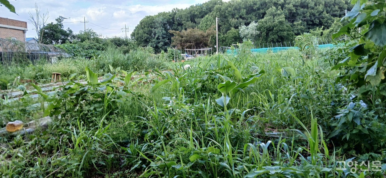 풀들이 점령한 울금밭
