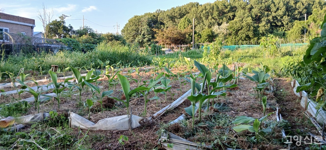 김매기가 끝난 울금밭. 풀들이 무성한 저 곳도 원래는 다 울금밭이었다.