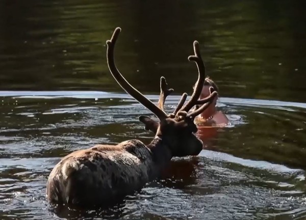 스웨덴 북부지방에서 무더위에 순록이 호수가에 뛰어들어 더위를 식히고 있다. 스웨덴공영방송 SVT 자료화면캡처. [이철규 북유럽특파원]