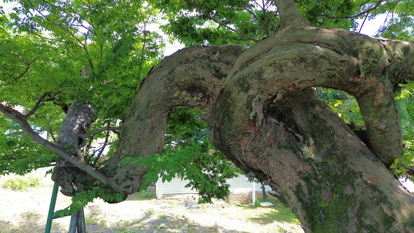 산황산 용뿔 느티나무는 경기도 보호수 제1호다. [사진제공='바로지금여기' 기후정의영화제]