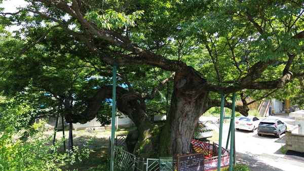 700년 세월 동안 산황산 숲을 지켜온 용뿔 느티나무. [사진제공='바로지금여기' 기후정의영화제]