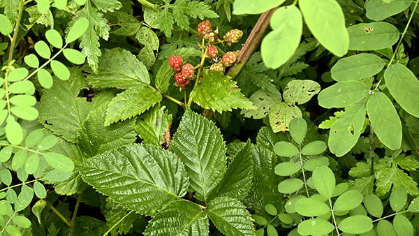 숲 내부까지 퍼진 서양산딸기.