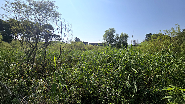 갈대와 부들로 뒤덮인 맹꽁이 습지,