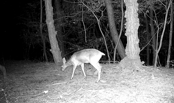 관찰용 카메라에 촬영된 고라니,