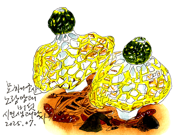 화려한 자태를 뽐내는 노랑망태버섯.